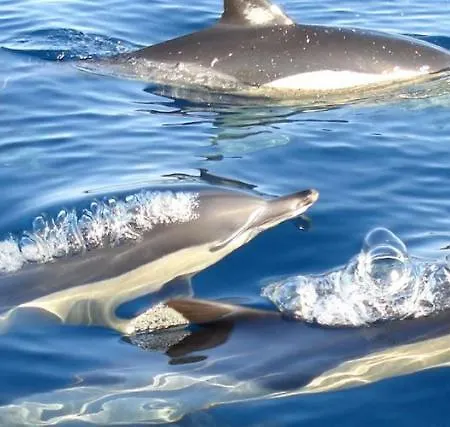 Apartamento 241 Oliveiras Terraces *