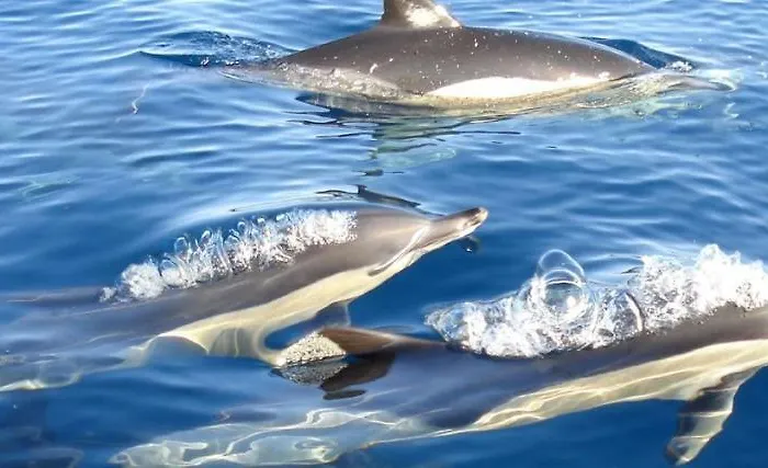 Lägenhet 241 Oliveiras Terraces *